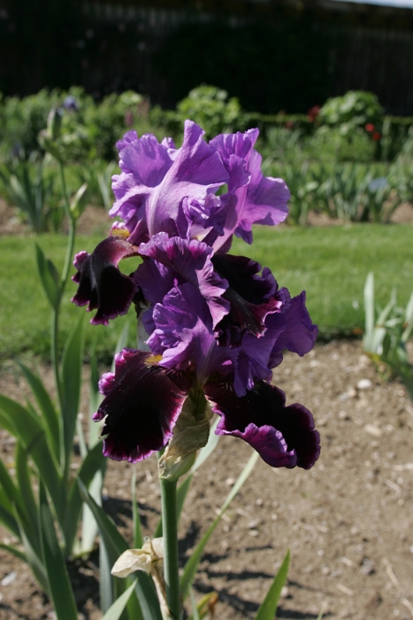 Iris Vullierens - 011